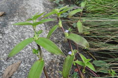 Tonningia axillaris